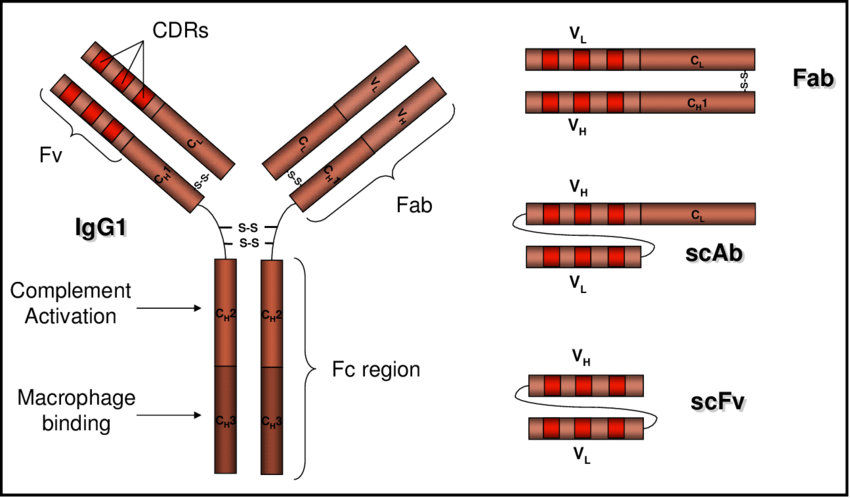 A diagram of a typical IgG1 antibody along with its constituent parts